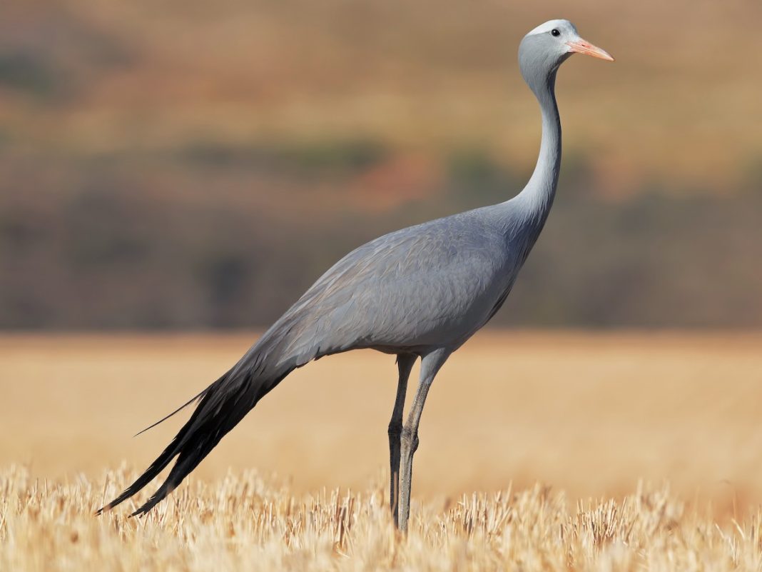 All Eyes on: The Blue Crane: South Africa’s Majestic National Bird All Eyes on: The Blue Crane: South Africa’s Majestic National Bird