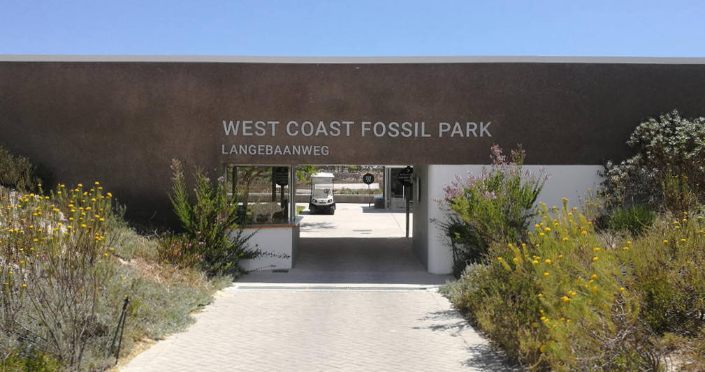 Exploring the West Coast Fossils: A Journey 5 Million Years Back in Time Exploring the West Coast Fossils: A Journey 5 Million Years Back in Time